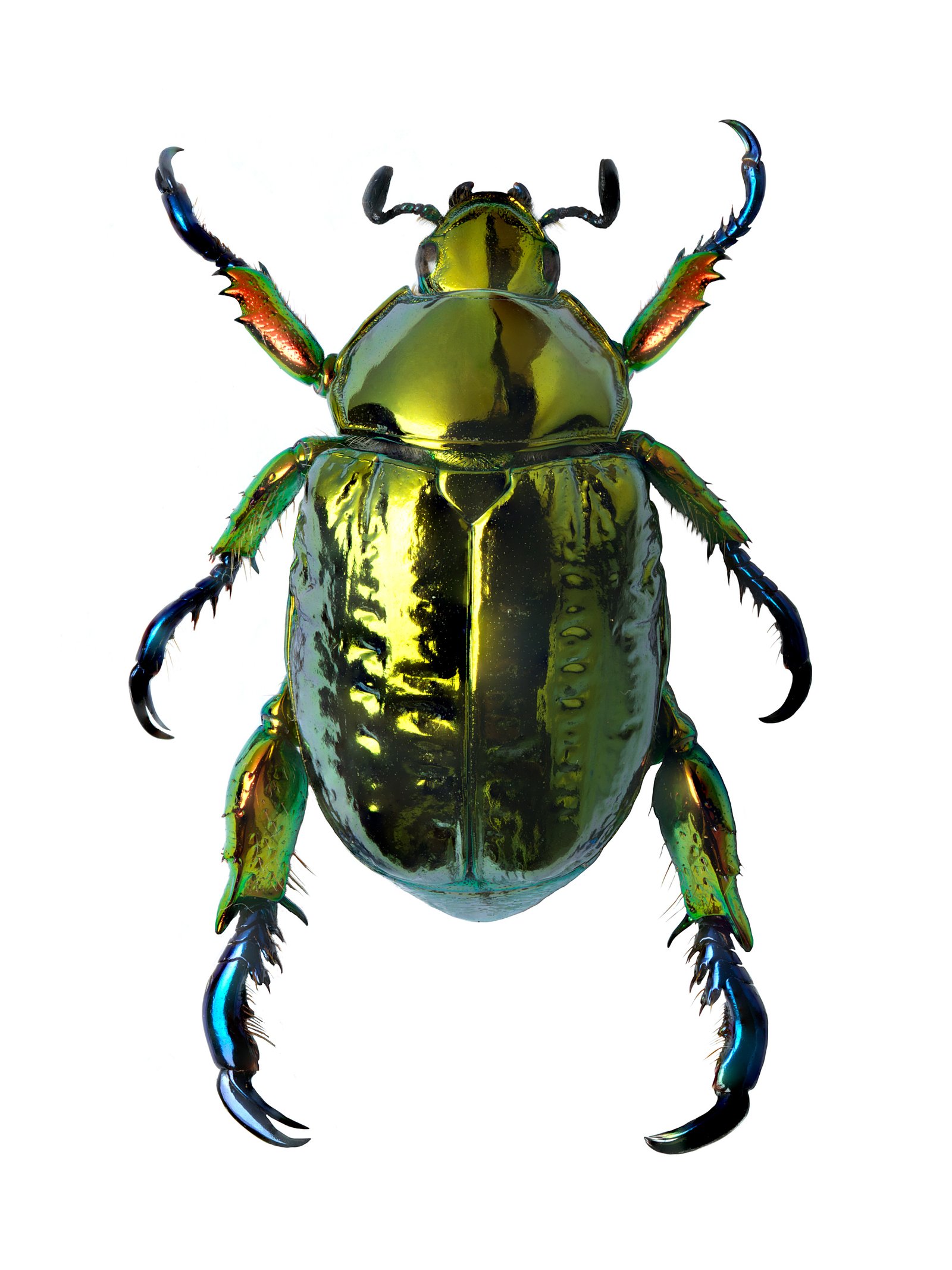 original-1 original-1